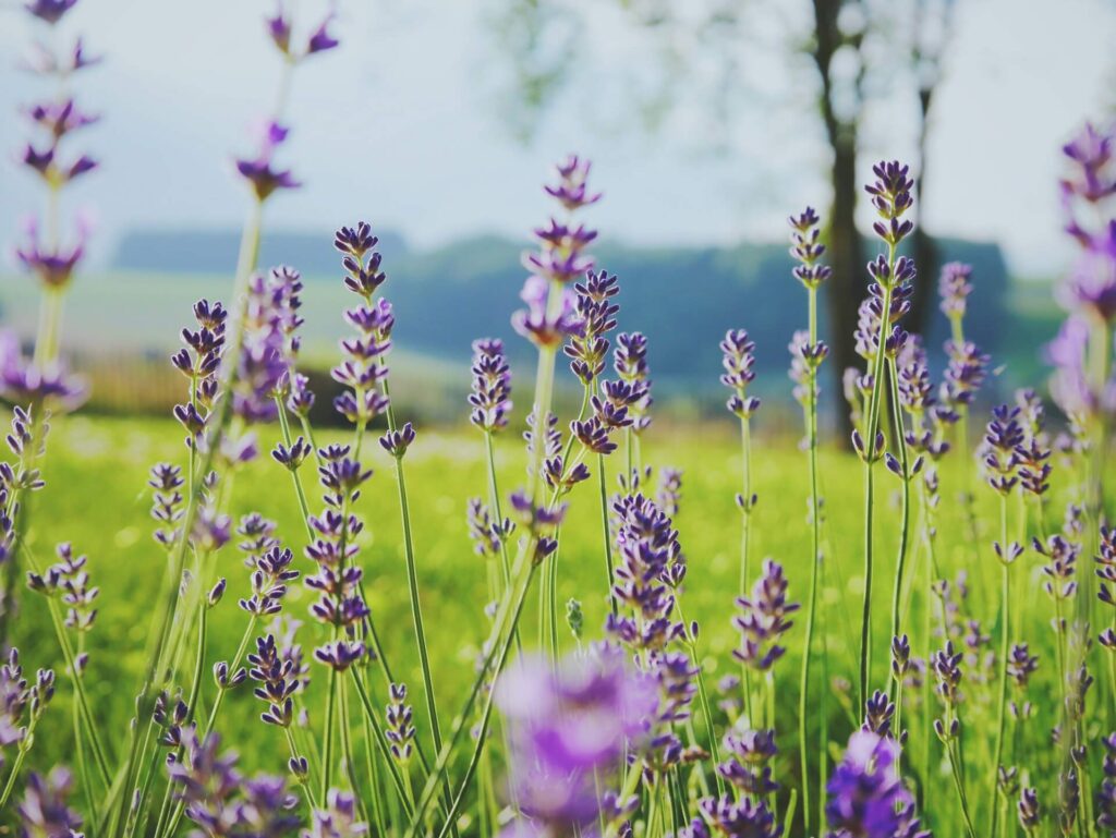 Lavender flowers blooming in a sunny meadow
