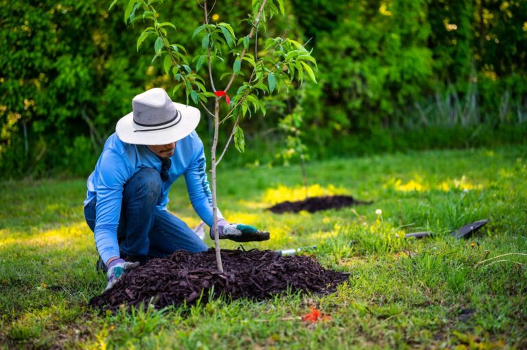 A person in a garden planting a young tree under bright sunlight, showcasing gardening efforts and nature's growth.